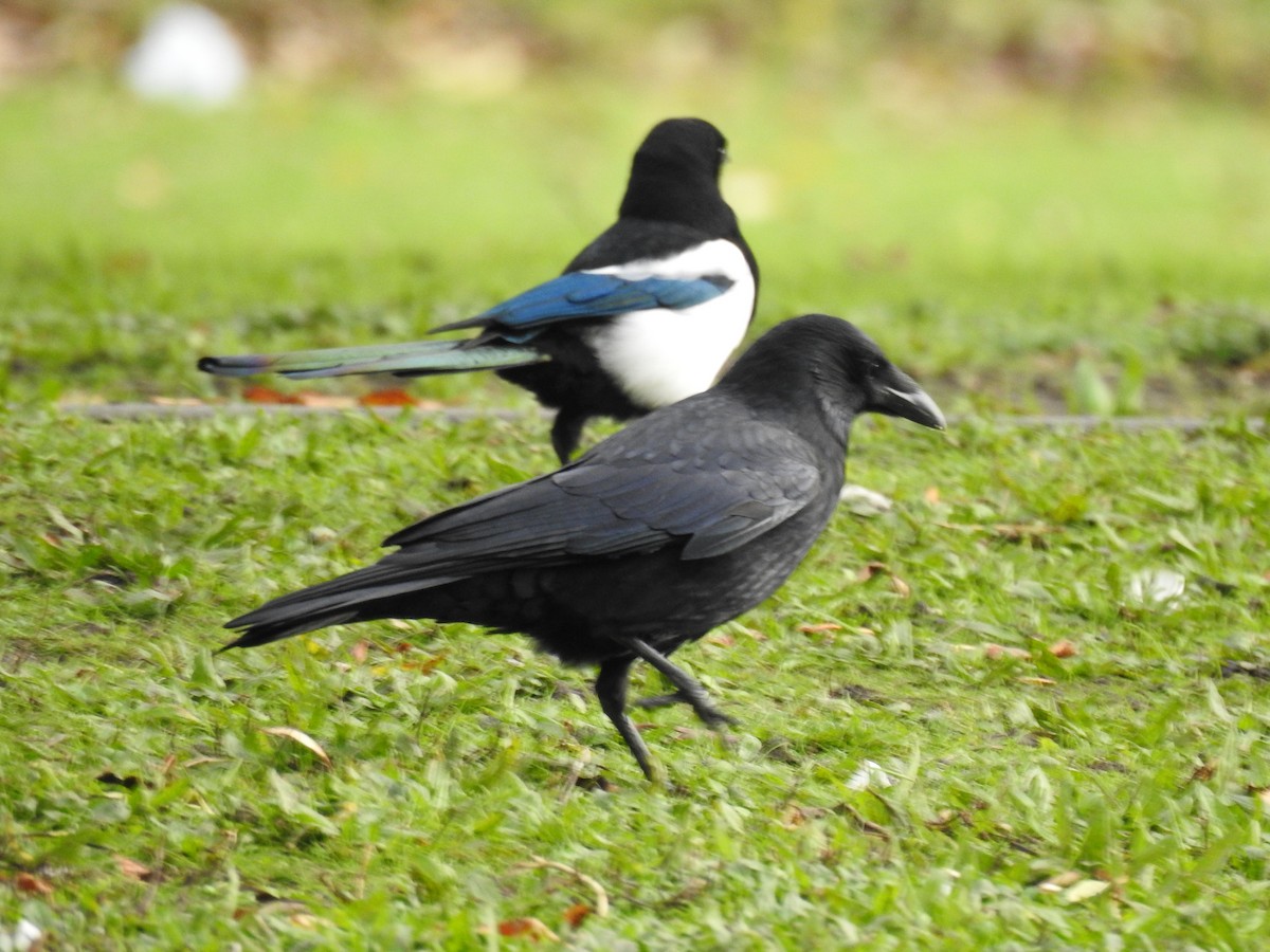 Carrion Crow - ML186362071