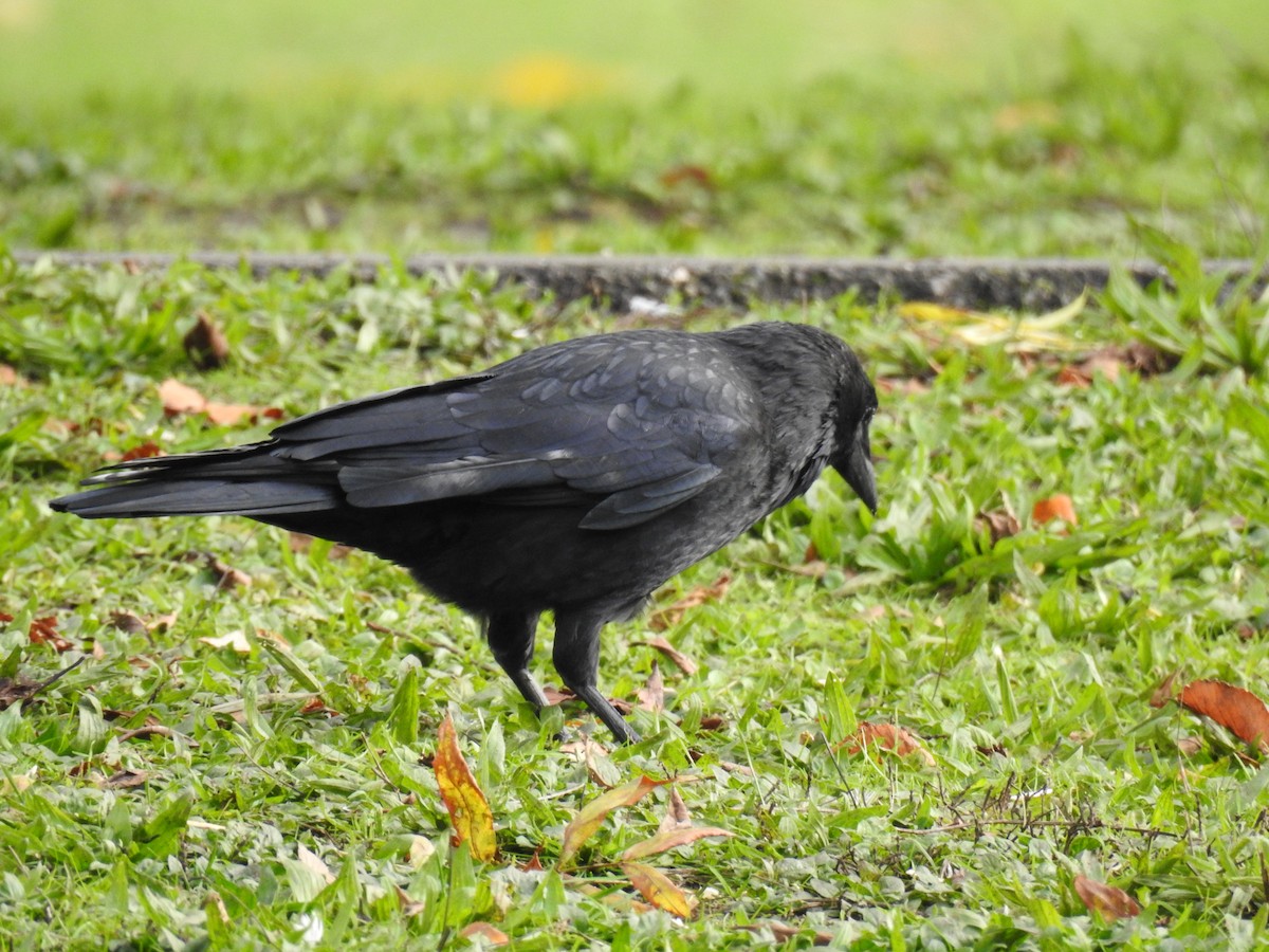 Carrion Crow - ML186362081