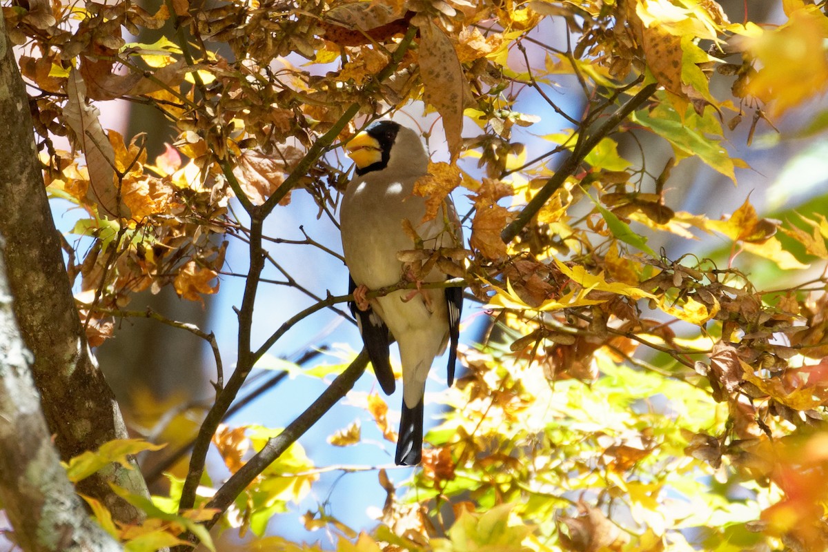 Japanese Grosbeak - ML186365121