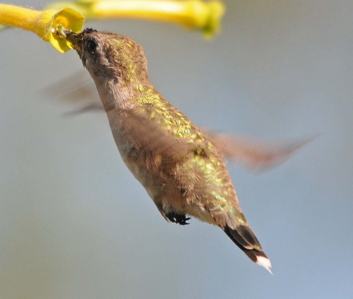 Black-chinned Hummingbird - ML186366431