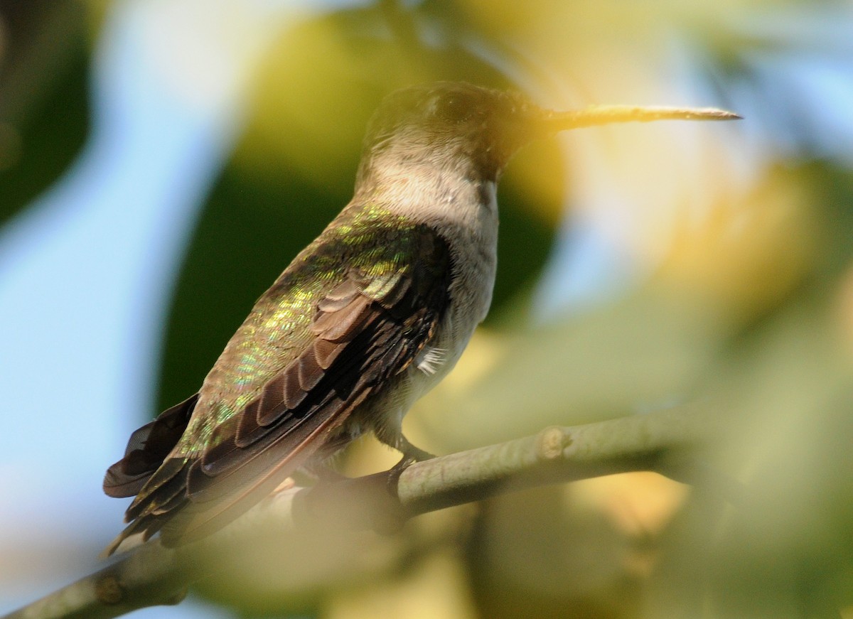 Black-chinned Hummingbird - ML186366471