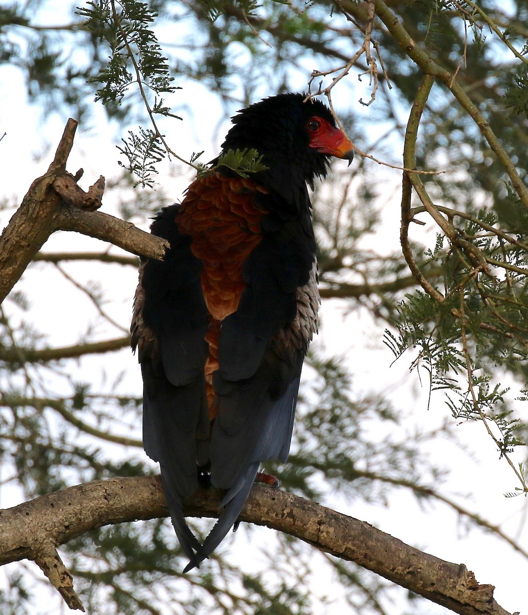 Bateleur - ML186366521