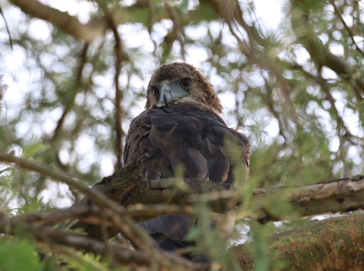 Bateleur - ML186367111