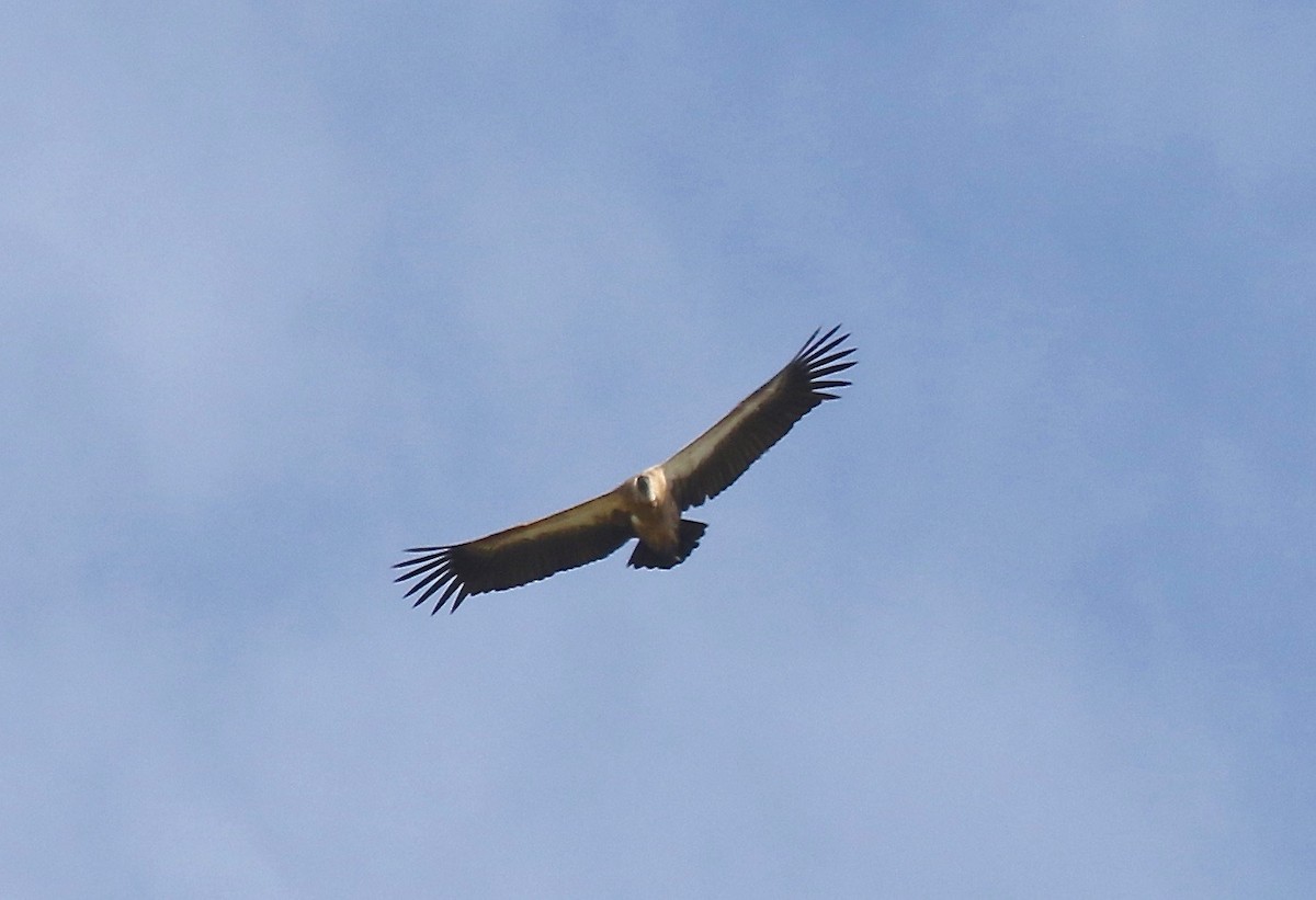 White-backed Vulture - ML186368421