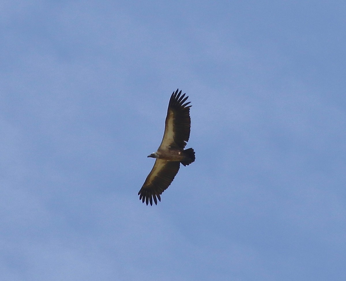 White-backed Vulture - ML186368431