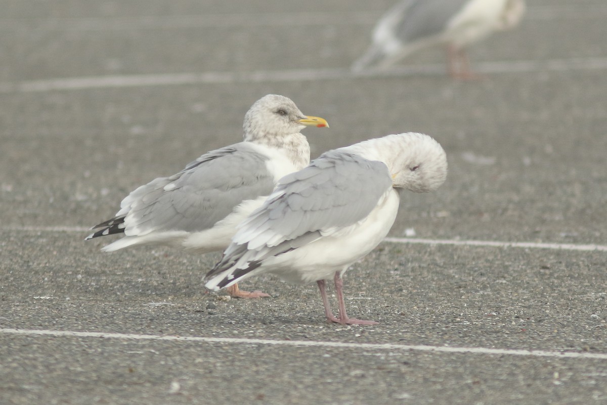 Gaviota Argéntea x de Bering (híbrido) - ML186372541