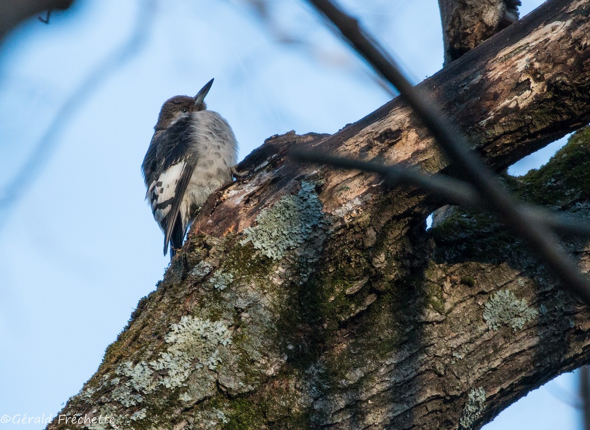 Red-headed Woodpecker - ML186372821