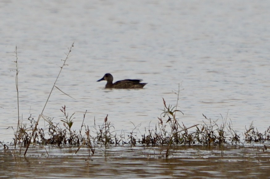 Blue-winged Teal - ML186374361