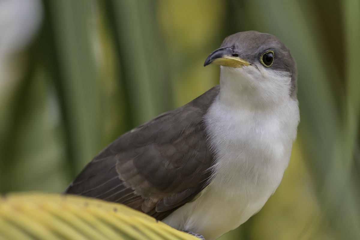 Yellow-billed Cuckoo - ML186375751