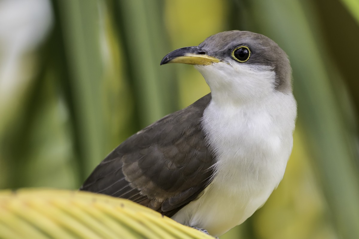 Yellow-billed Cuckoo - ML186375771