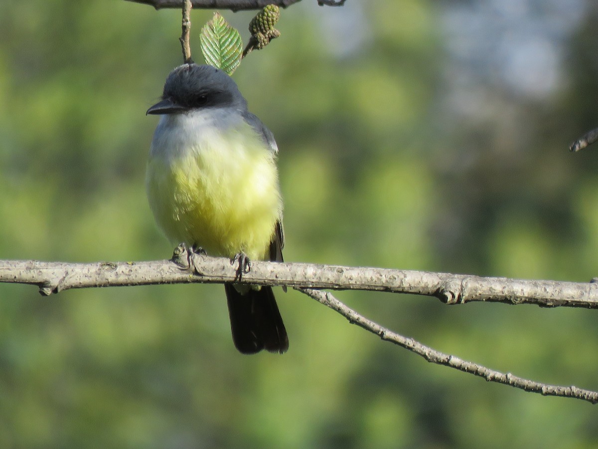 Snowy-throated Kingbird - ML186375911