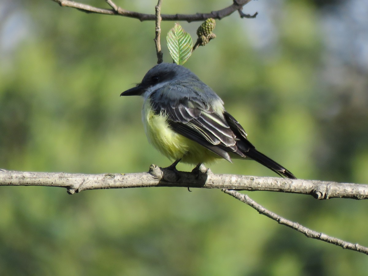 Snowy-throated Kingbird - ML186375921