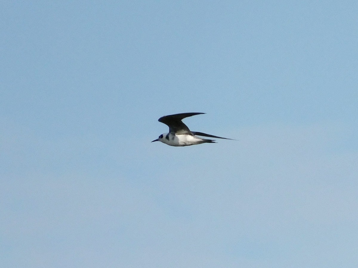 Black Tern - ML186376401