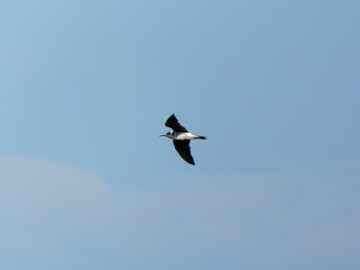 Black Tern - ML186376441