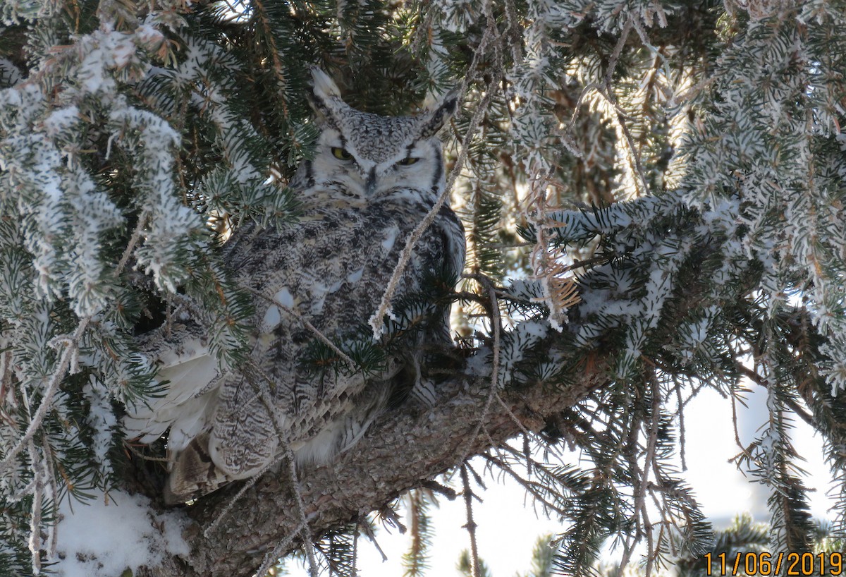 Виргинский филин - ML186376741