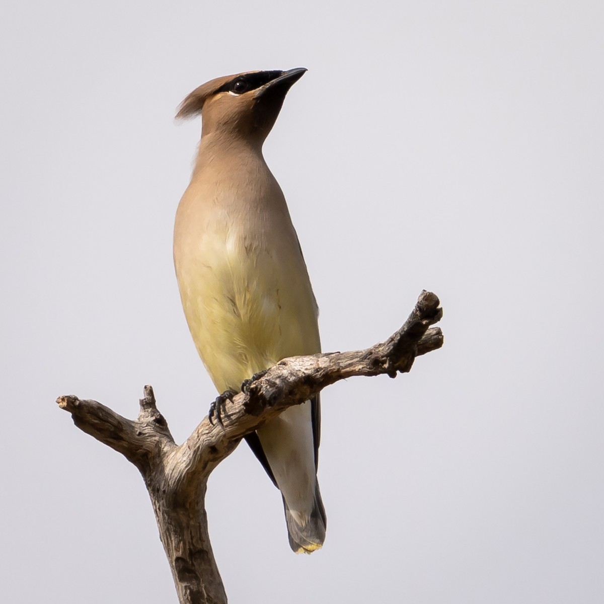 Cedar Waxwing - Paul LaFrance