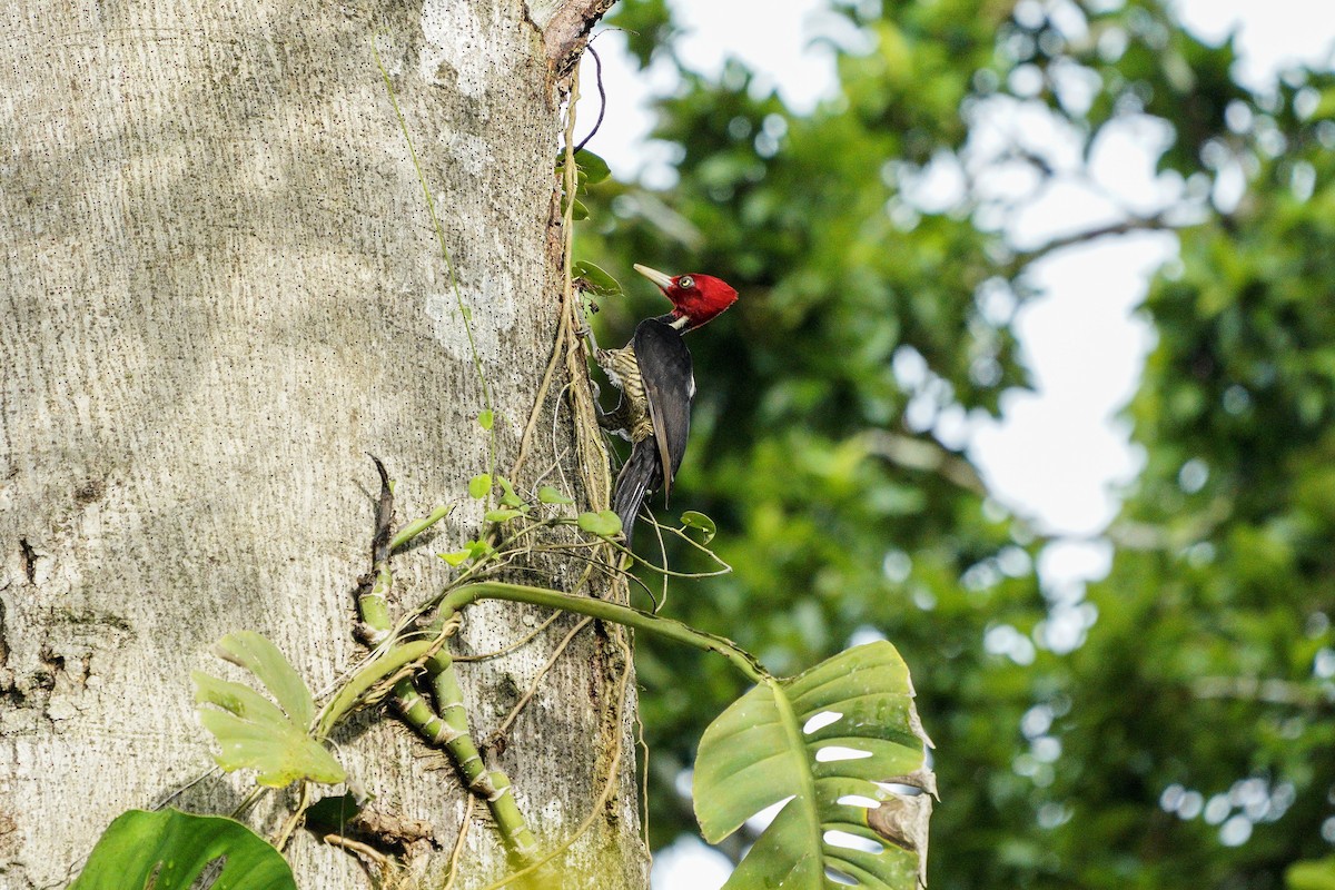 Pale-billed Woodpecker - Bryan Lanning