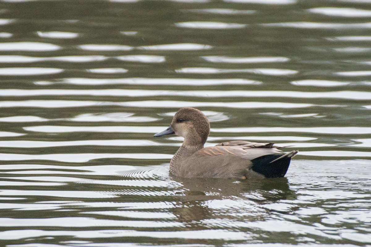 Gadwall - ML186379581