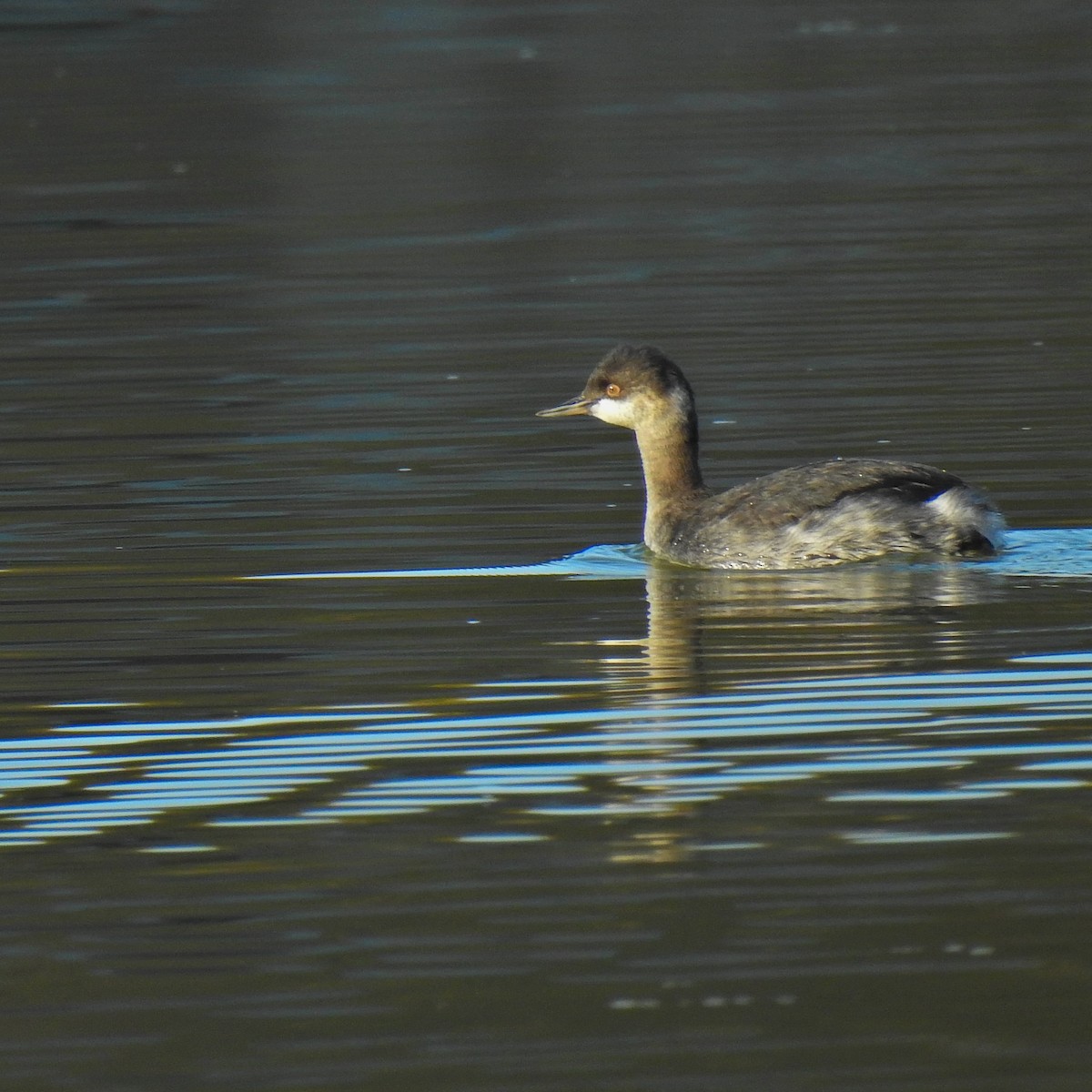 Eared Grebe - ML186379701