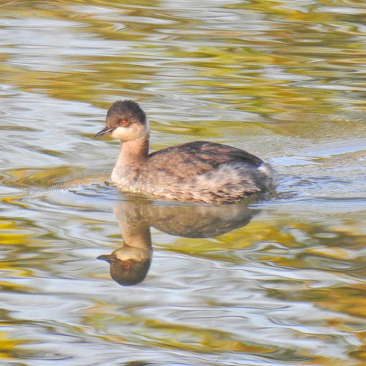 Eared Grebe - ML186379711