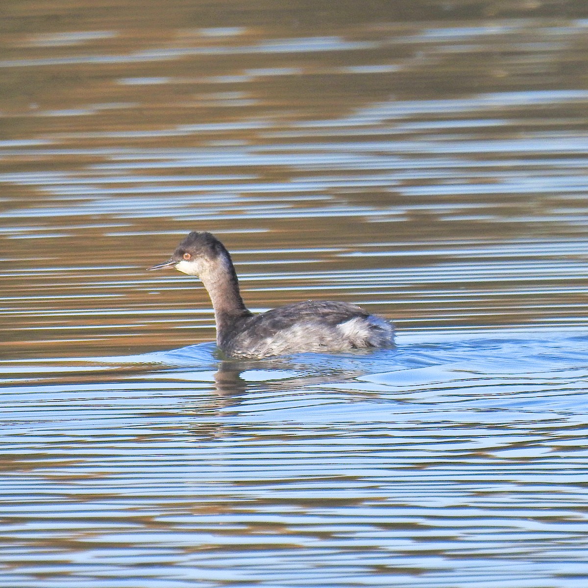 Eared Grebe - ML186379751