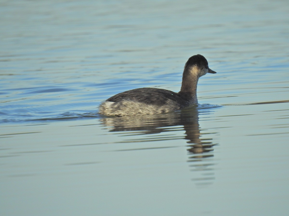 Eared Grebe - ML186379761