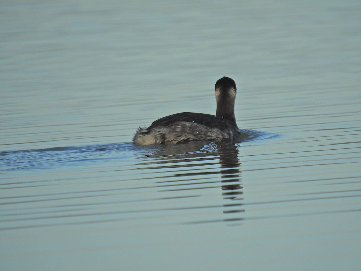 Eared Grebe - ML186379771