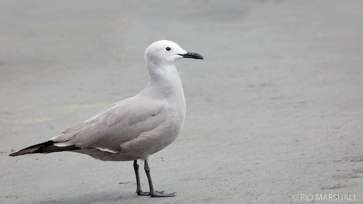 Gray Gull - ML186381041