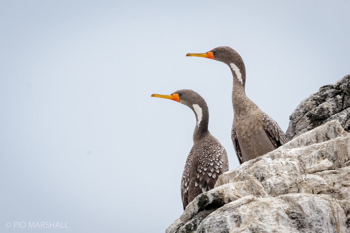 Red-legged Cormorant - Pio Marshall