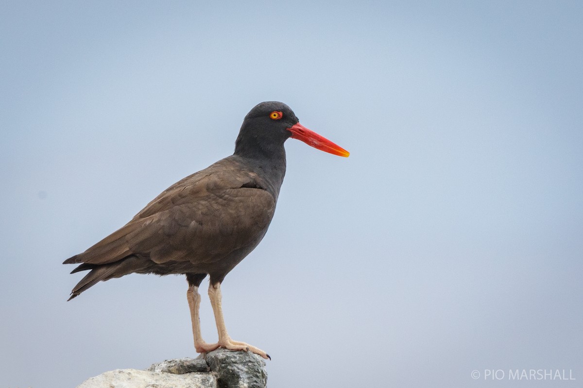 Blackish Oystercatcher - Pio Marshall