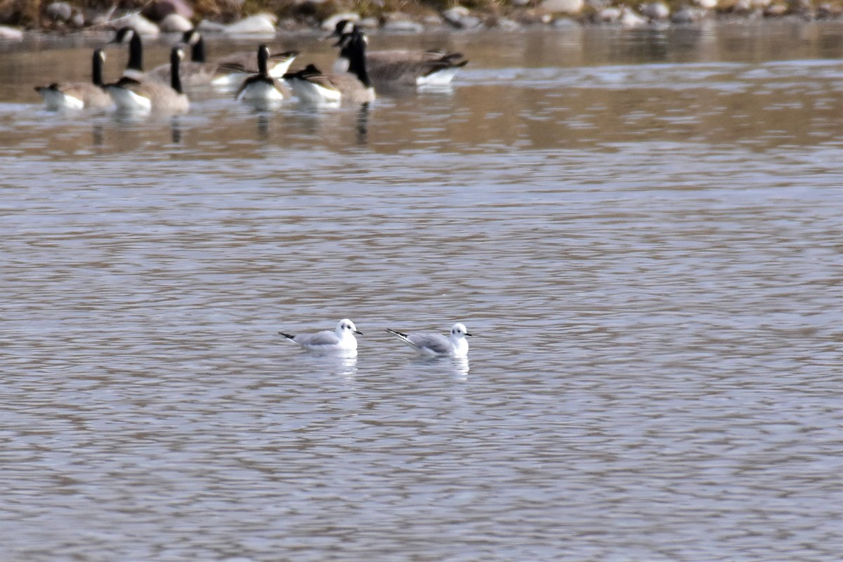 Bonaparte's Gull - ML186381711