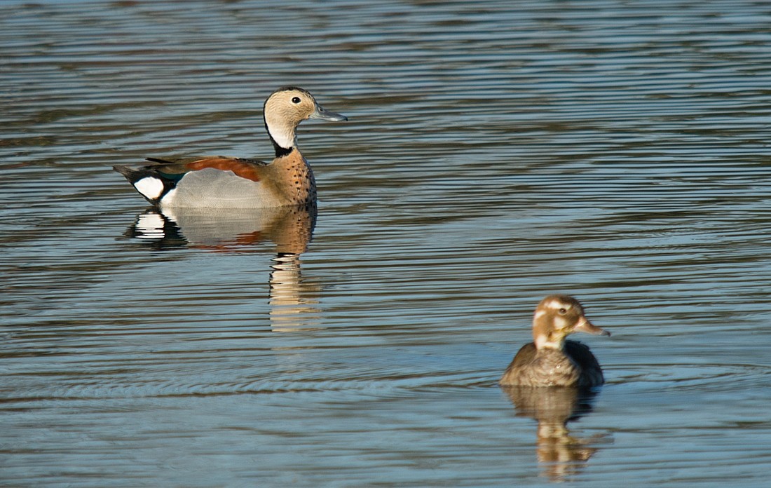 Ringed Teal - LUCIANO BERNARDES