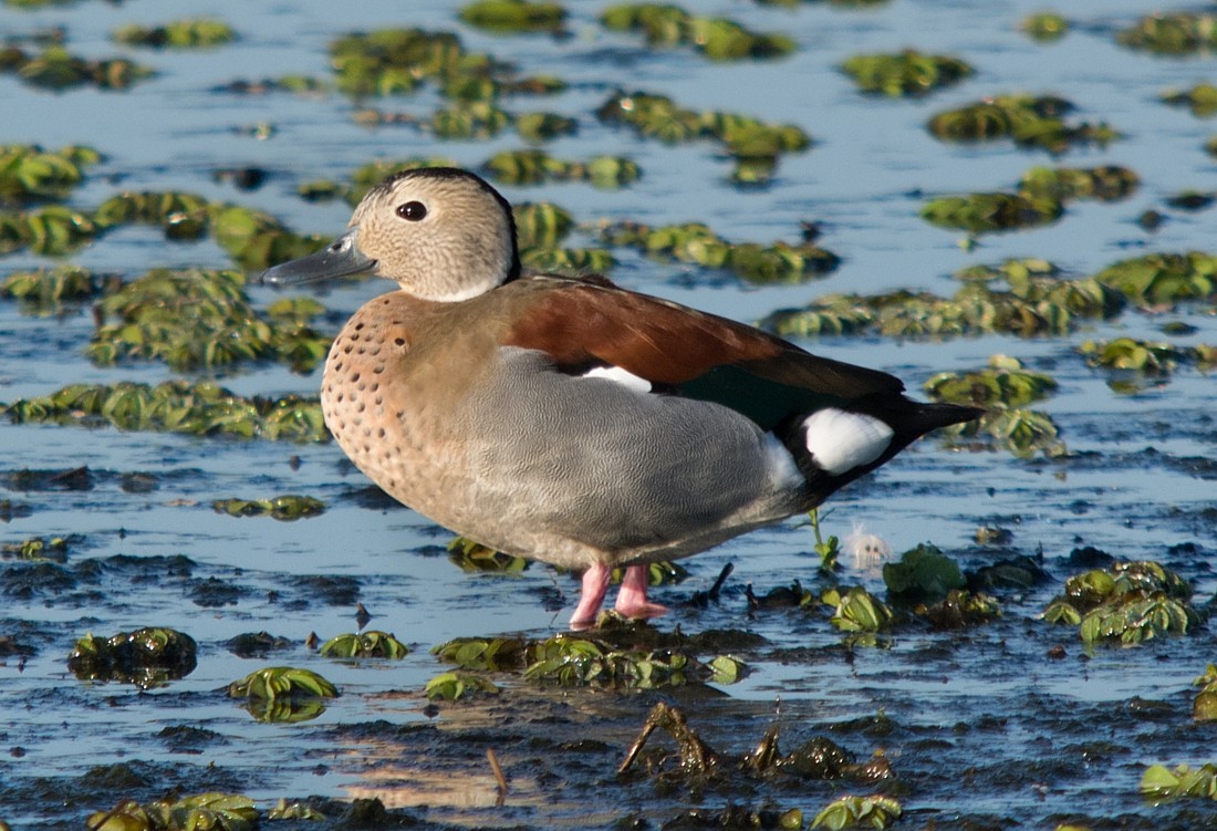 Ringed Teal - LUCIANO BERNARDES