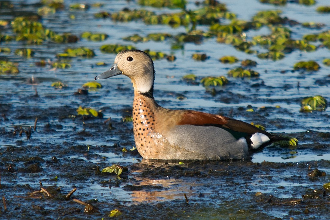 Ringed Teal - ML186383381