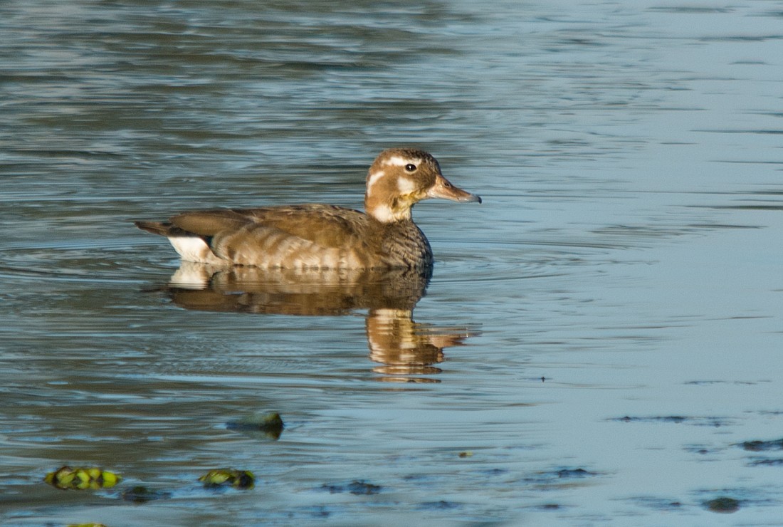 Ringed Teal - ML186383401