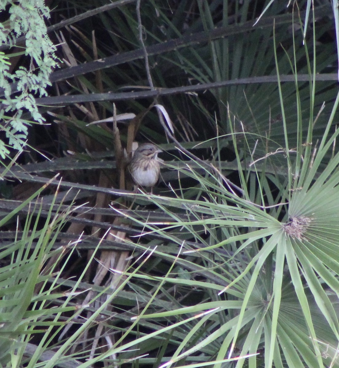 Lincoln's Sparrow - ML186386181