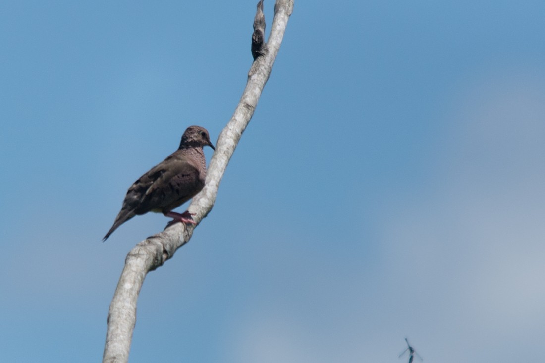 Common Ground Dove - ML186388351