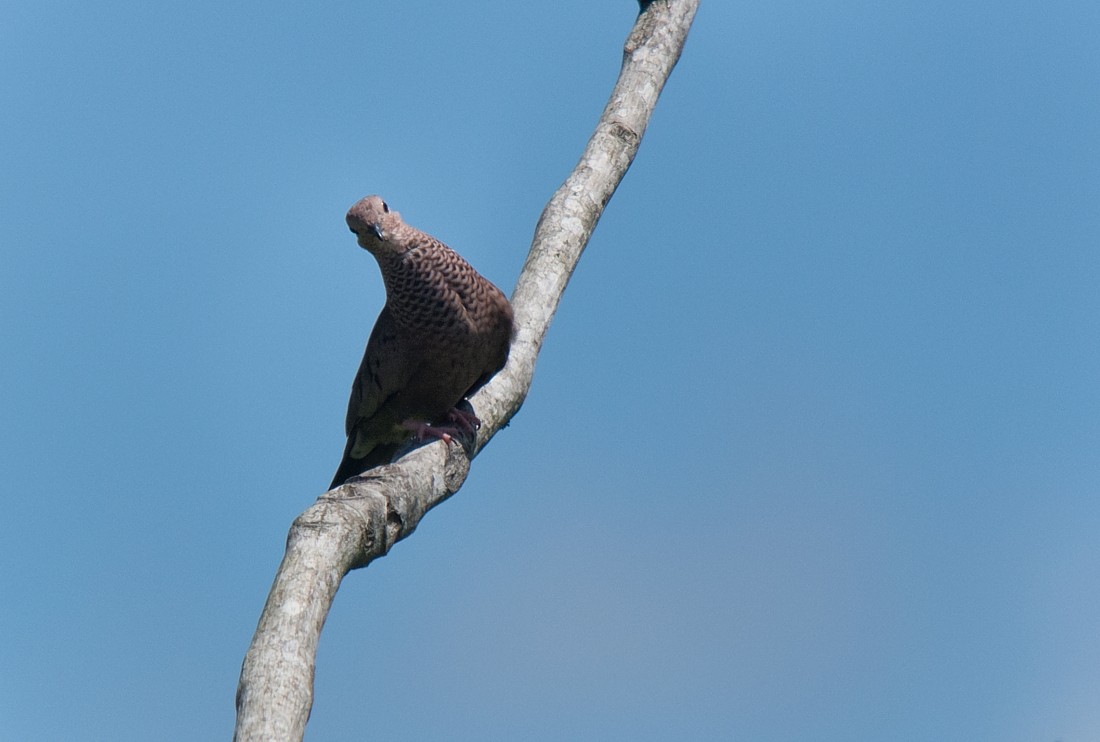 Common Ground Dove - LUCIANO BERNARDES