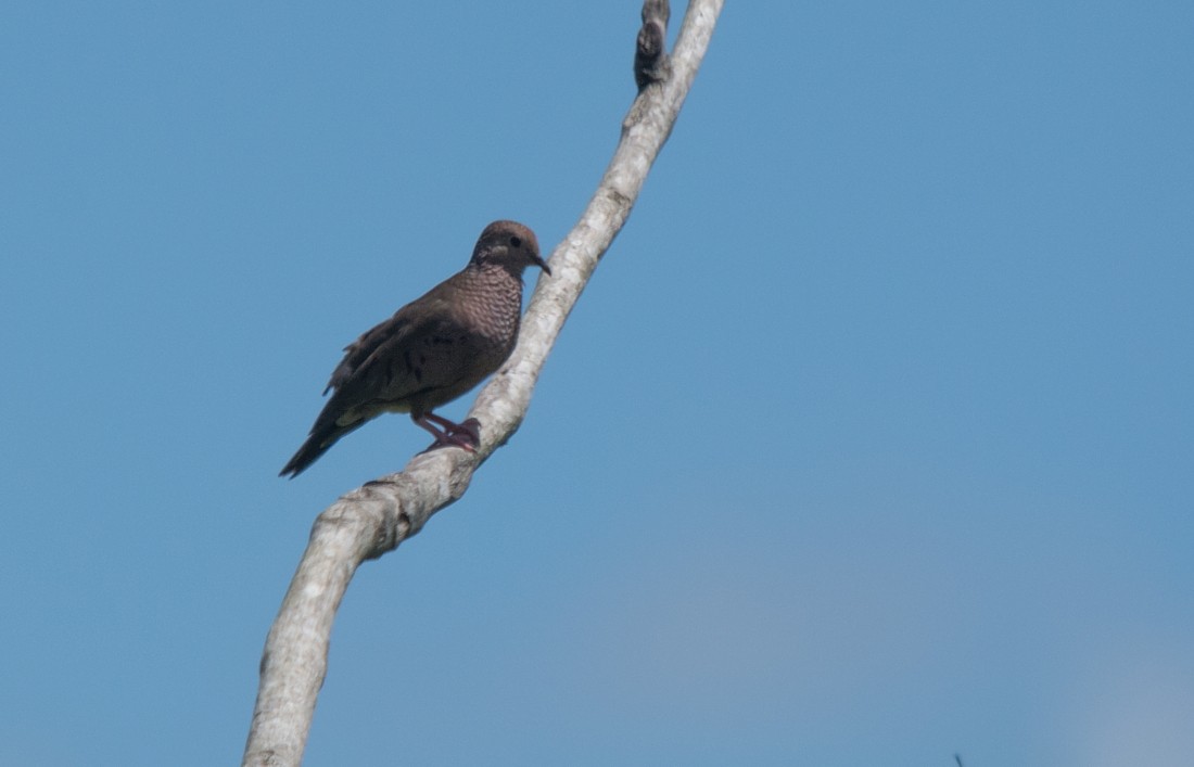 Common Ground Dove - LUCIANO BERNARDES