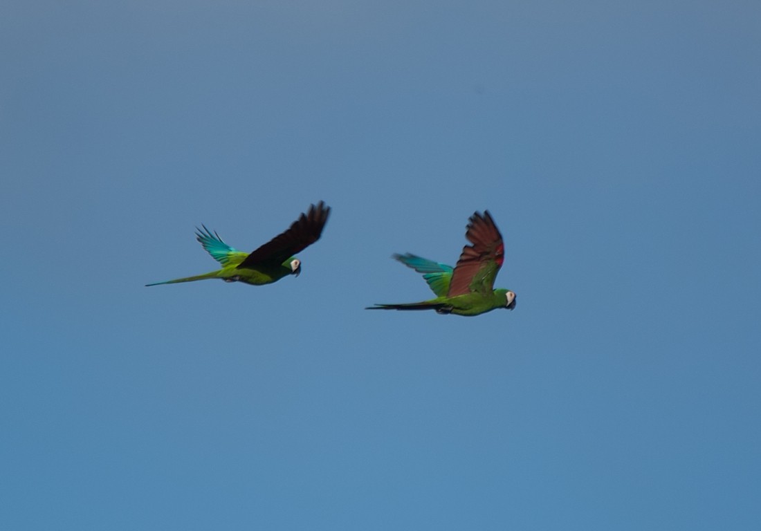 Chestnut-fronted Macaw - LUCIANO BERNARDES