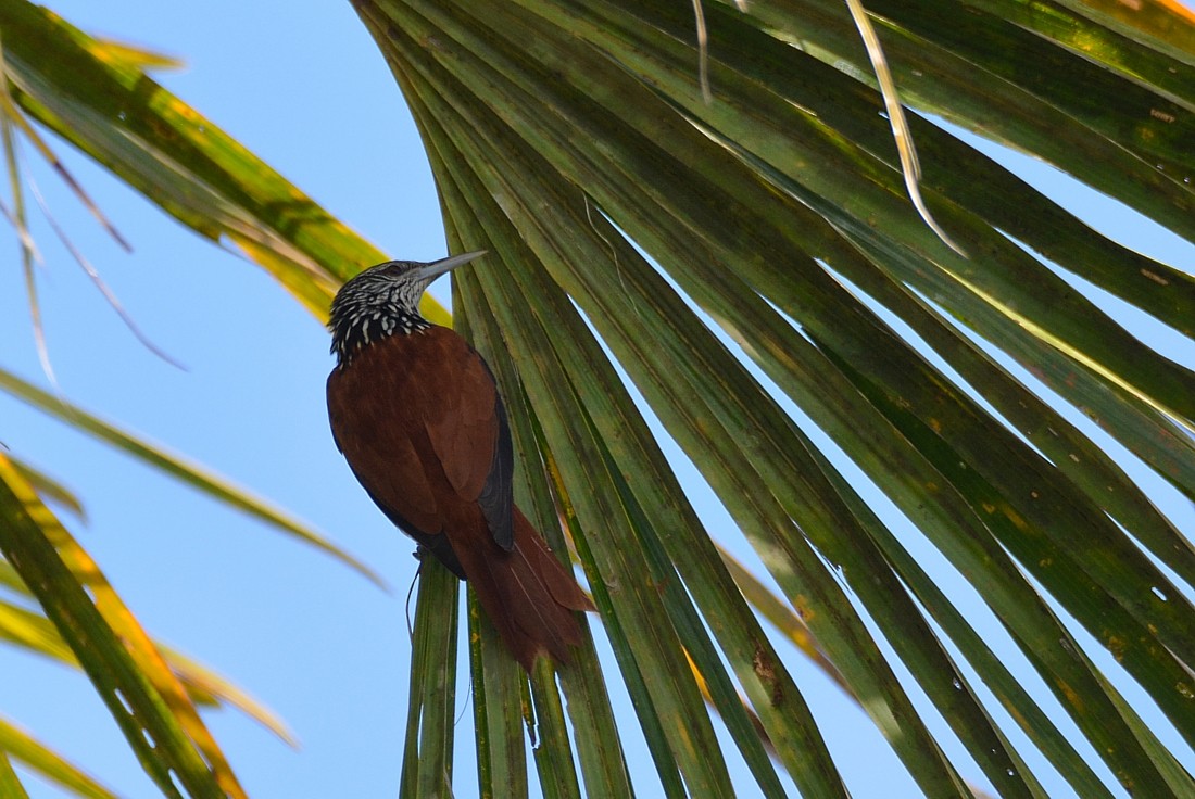 Point-tailed Palmcreeper - LUCIANO BERNARDES