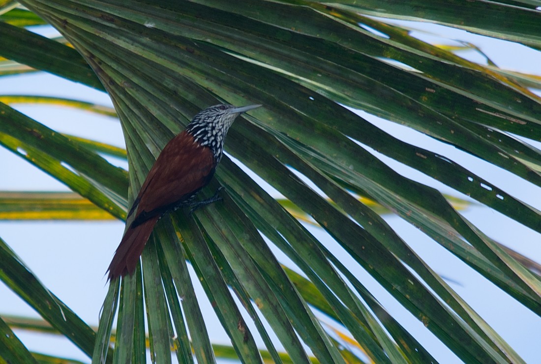 Point-tailed Palmcreeper - LUCIANO BERNARDES