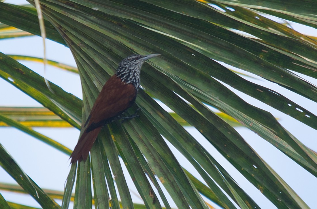 Point-tailed Palmcreeper - LUCIANO BERNARDES