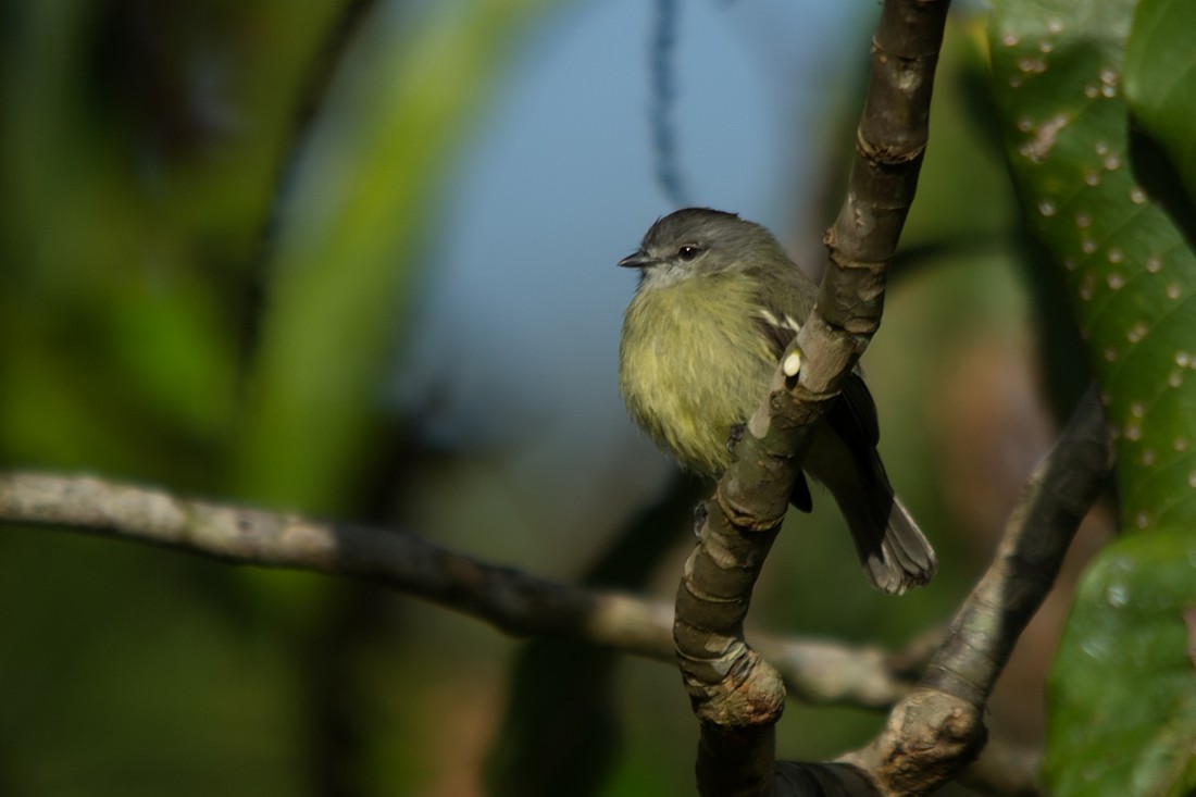 Yellow-crowned Tyrannulet - ML186389191