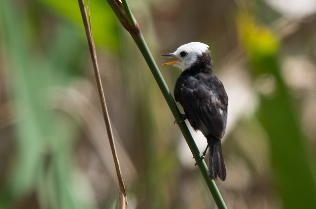 White-headed Marsh Tyrant - LUCIANO BERNARDES