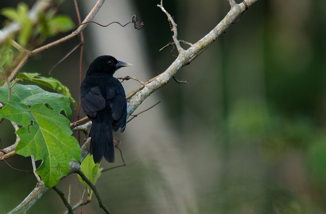 Solitary Black Cacique - ML186389591