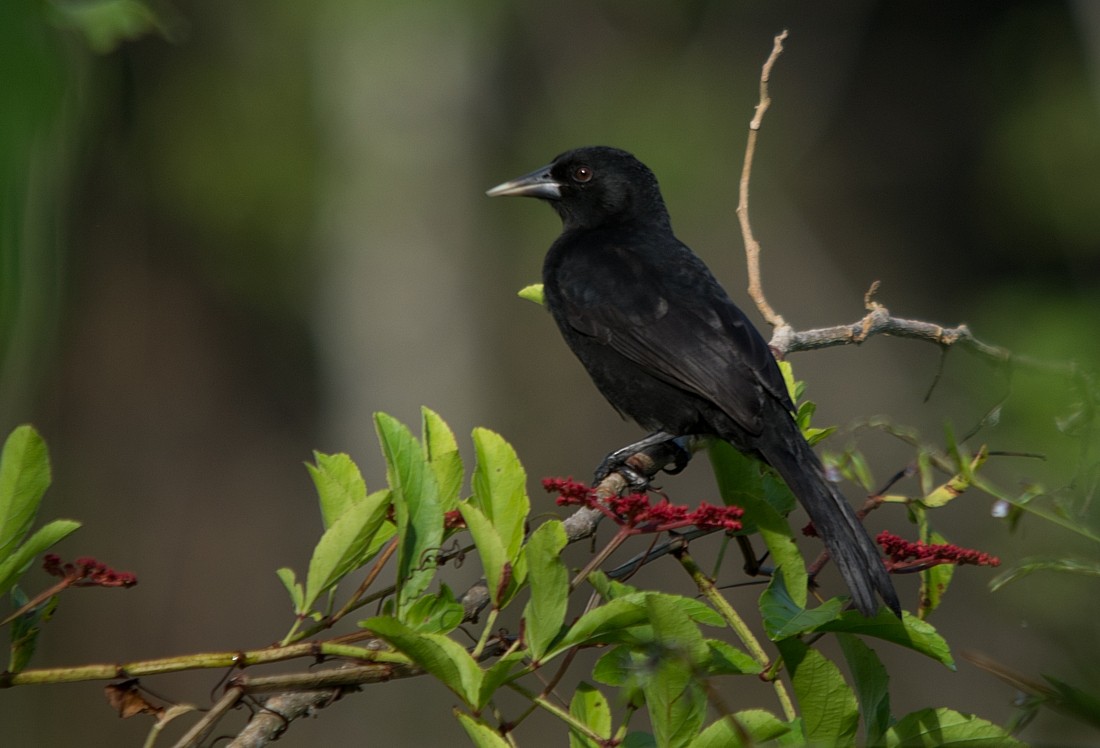 Solitary Black Cacique - ML186389601