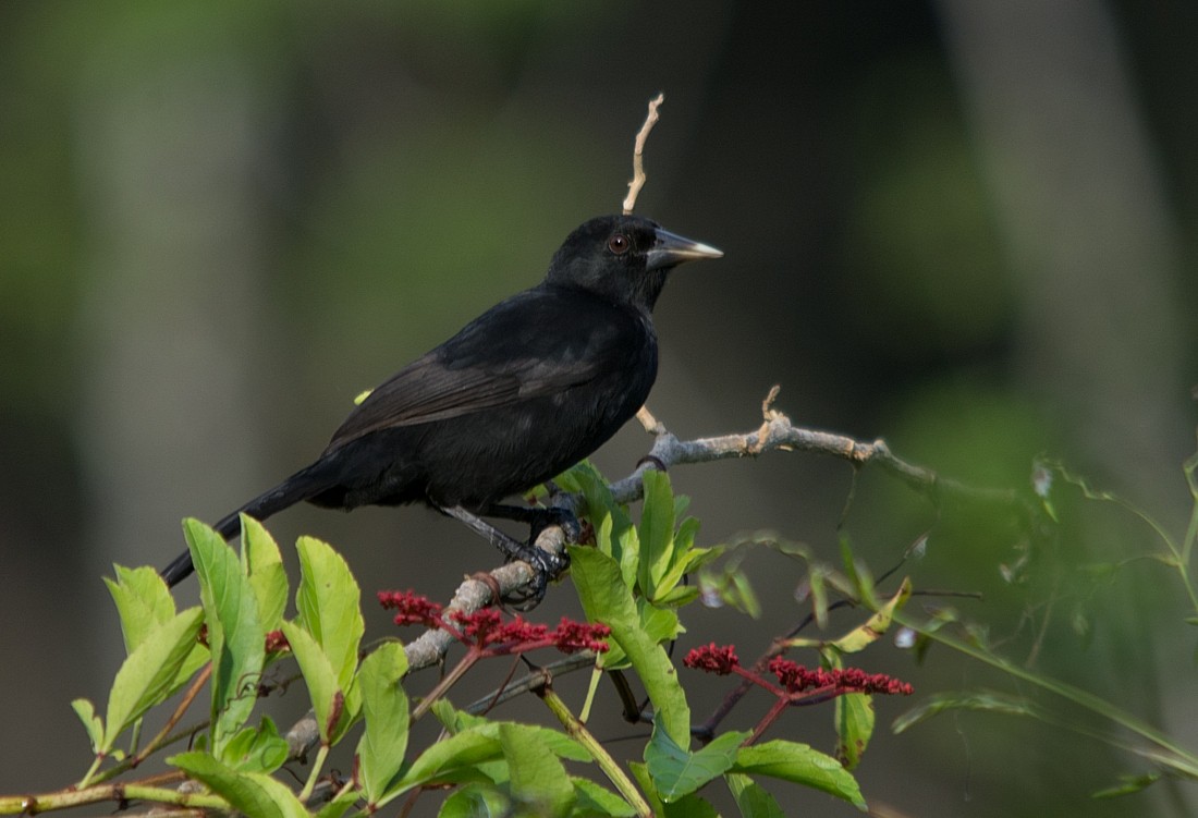 Solitary Black Cacique - LUCIANO BERNARDES