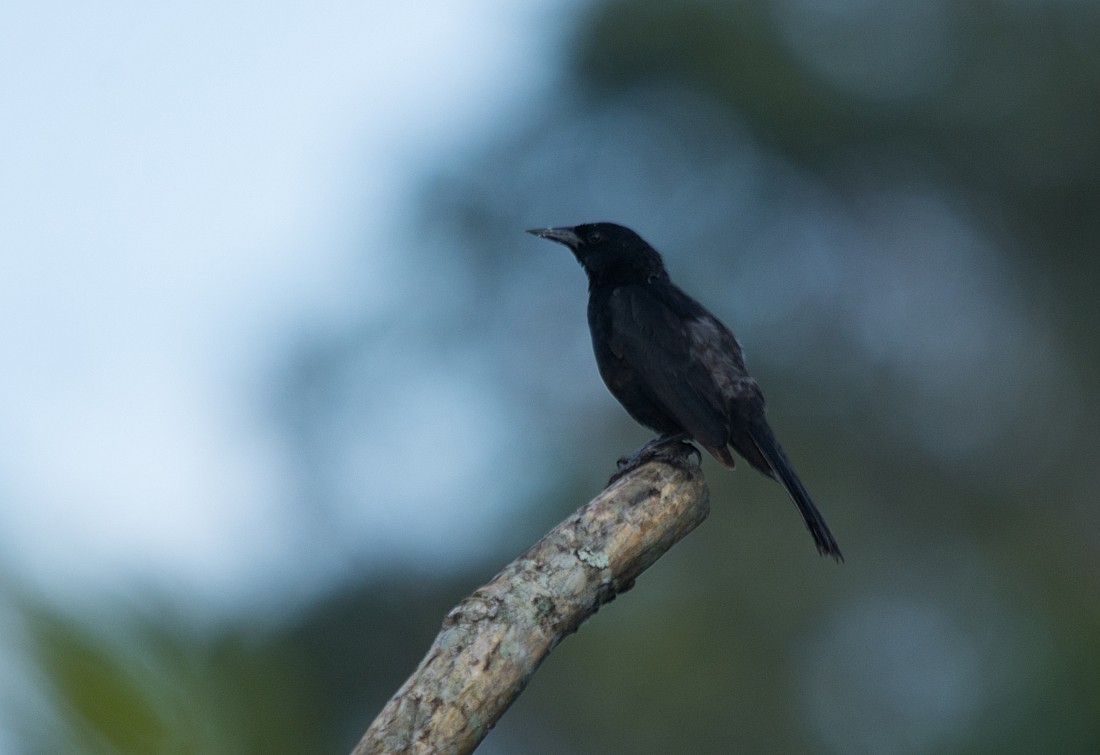 Unicolored Blackbird - LUCIANO BERNARDES