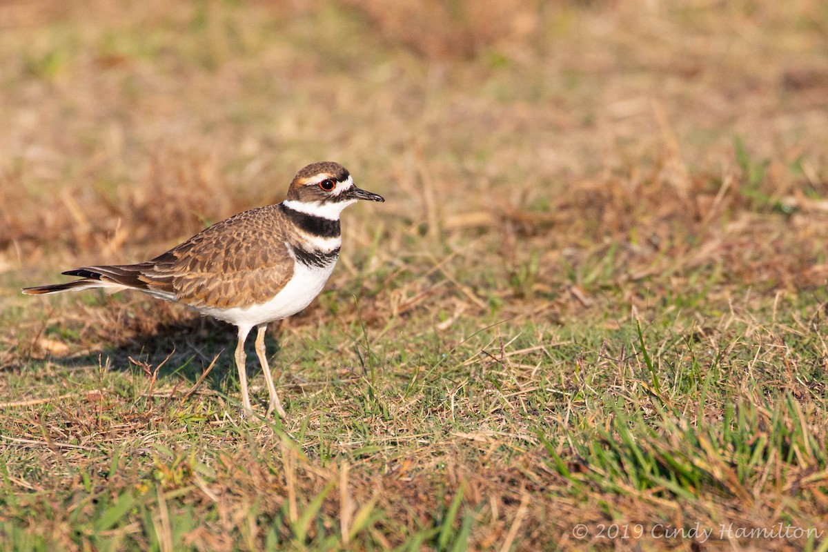 Killdeer - Cindy Hamilton